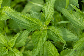 Bush of stinging-nettles. Nettle leaves. Top view. Botanical pattern. Greenery common nettle.