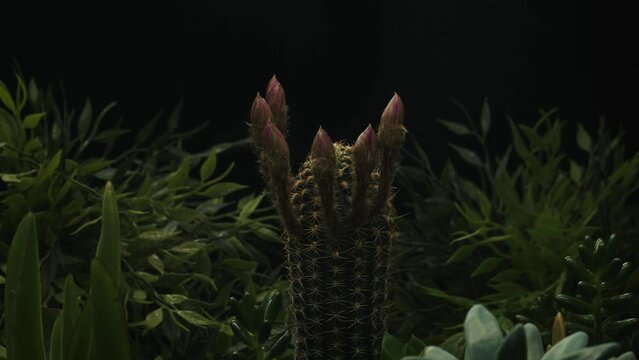 Timelapse of pink succulent plant flower blooming on black background