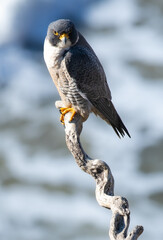 A peregrine falcon making eye contact while perched on a protruding branch, isolated against a background of foamy waves at Pt. Fermin Park in San Pedro California