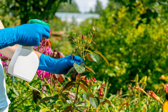 treatment in the garden of young shoots of roses from aphids, whiteflies and insect pests