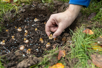 hand sadi in soil-soil flower bulbs. Hand holding a crocus bulb before planting in the ground