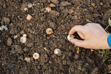 a hand holds a muscari bulb before planting in the ground
