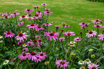 Herbal Echinacea Flowers. Herbal Echinacea or Coneflower flowers in a garden. 