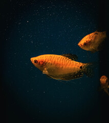 Golden Gourami aquarium fish