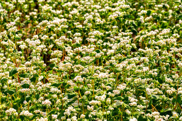 Buckwheat macro with white flowers. Fagopyrum esculentum