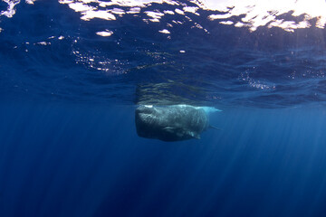 Naklejka premium Sperm whale is swimming alone in Indian ocean. Playful whale near the surface. Swimming with the biggest tooth animals. 