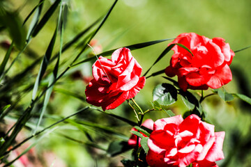 Rose flowers blooming in roses garden.
