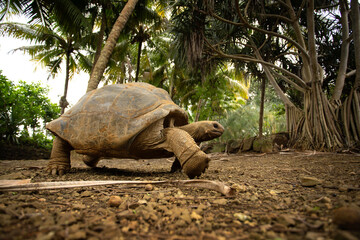 Aldabra giant tortoise is walking in the La Vanille nature park. Huge ground turtle is resting during hot day. Mauritius reptile. Funny turtle in natural habitat. Detail of ground turtle.
