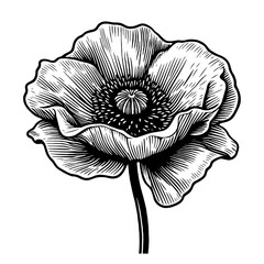 beautiful poppy flower sketch - obrazy, fototapety, plakaty
