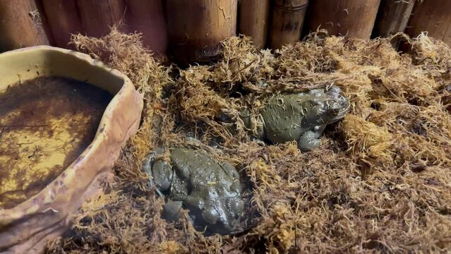 A pair of poisonous river frogs sit in a bamboo terrarium. Colorado frog in the aquarium