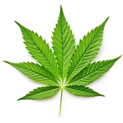 cannabis leaf isolated on white, green marijuana leaf, ai generated