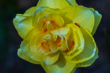 Fototapeta premium Rose in the Elizabethan Gardens, Manteo North Carolina