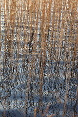 Reed and ripples in the water