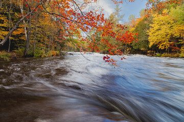 autumn in the forest