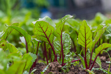 Young, sprouted beet growing in open ground flat bed into the garden. Growing vegetables at home.