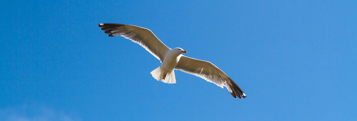 Blue sky with flying seagulls