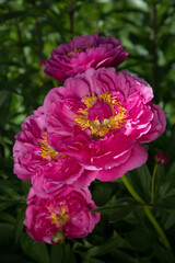 Peony HI-MABEL. Semi-double jareo pink peony flower with yellow stamens. Interspecific hybrid