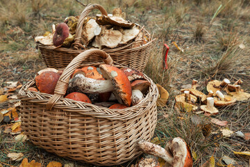 Mushroom in basket