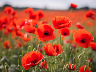 Fototapeta premium A close-up photo of a vibrant red poppy, symbolizing remembrance and paying tribute to veterans.