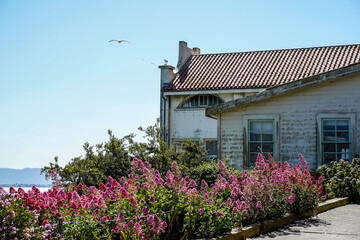 The exterior of an abandoned house on Alcatraz Island in San Francisco, California. Pink flowers in...