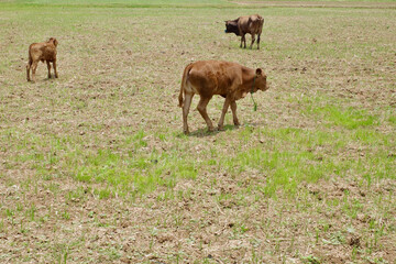 cows eating grass in the rice fields