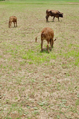 cows eating grass in the rice fields
