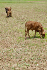 cows eating grass in the rice fields