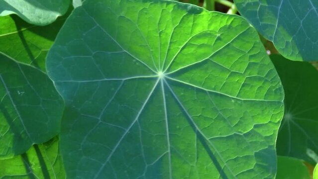 Tropaeolum veins leaf. Green nasturtium.