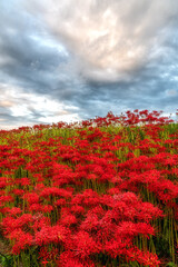 茨城県常陸太田市　曼殊沙華咲き誇る源氏川の朝