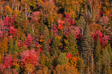 Fototapeta premium Laurentian mountains, Quebec, Canada during the fall foliage season surrounded by the red, orange and yellow trees