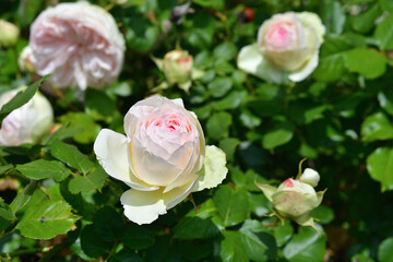 Paris, France. Roses blooming at the Palais Royal. May 21, 2023.