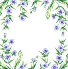 Watercolor square frame of chicory flowers on a white background