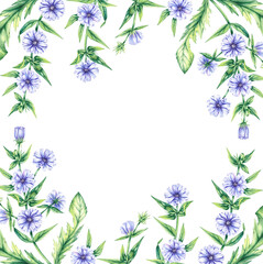 Fototapeta premium Watercolor square frame of chicory flowers on a white background