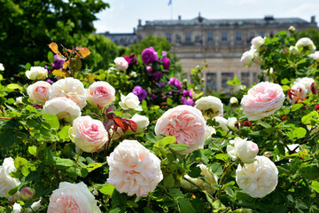 Paris, France. Roses blooming at the Palais Royal. May 21, 2023.