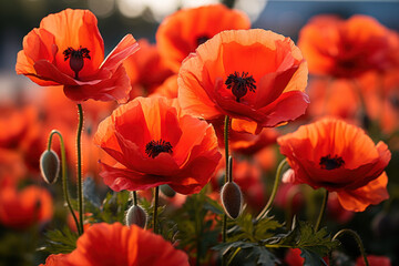 A poppy field in bloom, a poignant symbol of remembrance for fallen soldiers. Concept of remembrance and sacrifice. Generative Ai.