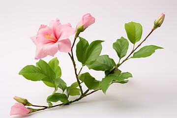 Pink flower with green leaves on white background, stem has two buds. Generative AI