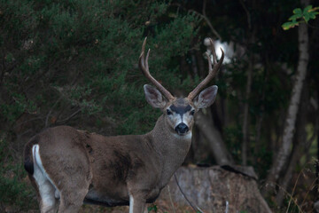Naklejka na ściany i meble Young buck deer with antlers looking at camera, California USA