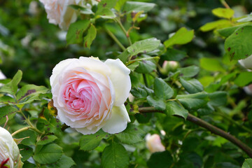 Paris, France. Roses blooming at the Palais Royal. May 21, 2023.
