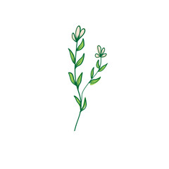 plant isolated on white background