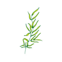 rosemary on a white