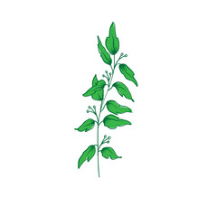 green leaves isolated on white