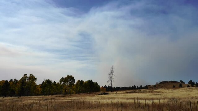 Fall in Hart Prairie with Smoke in Northern Arizona, Flagstaff, America, USA.