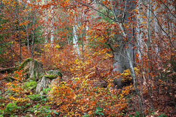 Fototapeta premium autumn, autumn beech forest, autumn time, beech trees, silver beech trees, fagus sylvatica
