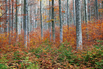 autumn, autumn beech forest, autumn time, beech trees, silver beech trees, fagus sylvatica