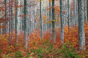 autumn, autumn beech forest, autumn time, beech trees, silver beech trees, fagus sylvatica