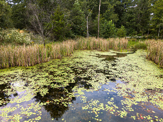 pond in the garden