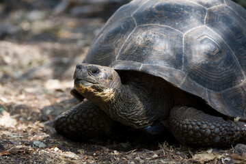 Dome shaped Giant Tortoise ( Geochelone elephantopus ) on Santa Cruz in the Galapagos