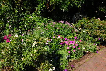 Pink Flower Garden at Botanical Gardens