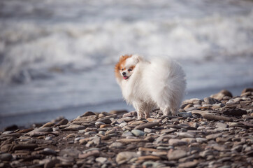 Fototapeta premium White dog on the seashore at sunset.