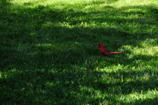 Bird in the Grass